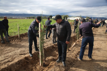 Şəmkirdə keçirilən ağacəkmə aksiyasında 3500 ağac əkildi, növbəti həftə isə daha 10500 ağac əkiləcək