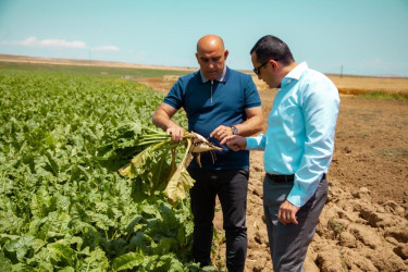 İcra başçısı Şəmkirin aran ərazilərində taxıl biçininin gedişatı ilə yerində tanış olub