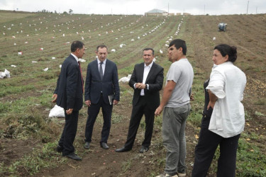 Şəmkirdə kartof sahələrindən yüksək məhsuldarlıq əldə olunur