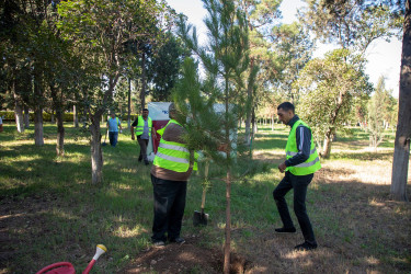 Anım Günü münasibətilə Şəhidlər Xiyabanında təmizlik və abadlıq işləri aparıldı, rayon ərazisində ağacəkmə aksiyaları təşkil olundu