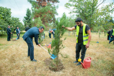 Şəmkirdə Anım Günü münasibətilə ağacəkmə aksiyası keçirilib