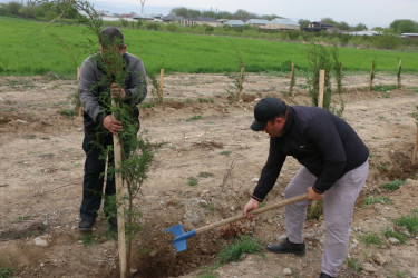 "Konstitusiya və Suverenlik İli" çərçivəsində Şəmkirdə keçirilən ağacəkmə aksiyaları davam edir