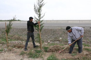 "Konstitusiya və Suverenlik İli" çərçivəsində Şəmkirdə keçirilən ağacəkmə aksiyaları davam edir