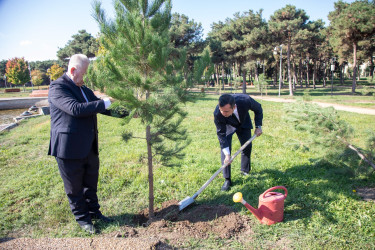 8 Noyabr – Zəfər Günü ilə əlaqədar ağacəkmə aksiyası keçirilib - 24 oktyabr 2025