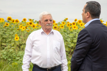 İcra başçısı günəbaxan sahələrinə baxış keçirib