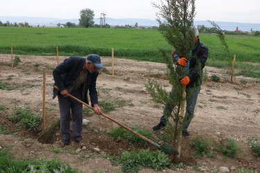 "Konstitusiya və Suverenlik İli" çərçivəsində Şəmkirdə keçirilən ağacəkmə aksiyaları davam edir