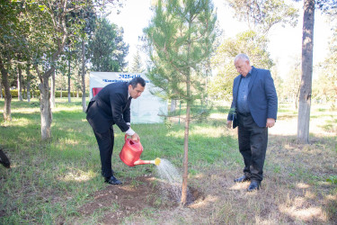 Anım Günü münasibətilə Şəhidlər Xiyabanında təmizlik və abadlıq işləri aparıldı, rayon ərazisində ağacəkmə aksiyaları təşkil olundu