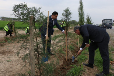 "Konstitusiya və Suverenlik İli" çərçivəsində Şəmkirdə keçirilən ağacəkmə aksiyaları davam edir