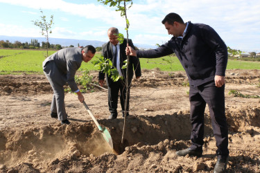 Şəmkirdə “Yaşıl dünya naminə həmrəylik ili” çərçivəsində keçirilən aksiyada 15200 ağac əkildi