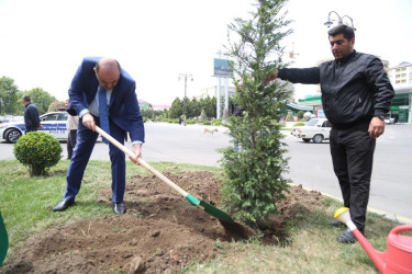 Şəmkirdə Ulu Öndər Heydər Əliyevin doğum gününə həsr olunmuş ağacəkmə aksiyası keçirildi