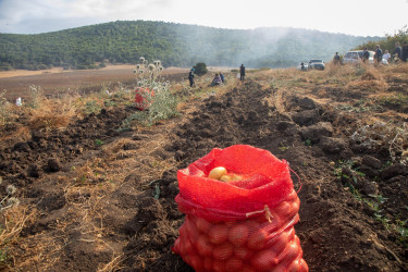 İcra başçısı kartof sahələrində fermerlərlə görüşüb -05 sentyabr 2025