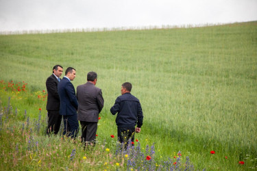 Rəşad Tağıyev Dağ Cəyir kəndində dəmyə şəraitində yetişdirilən taxıl sahələrinə baxış keçirib.