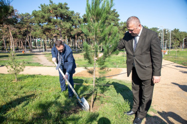8 Noyabr – Zəfər Günü ilə əlaqədar ağacəkmə aksiyası keçirilib - 24 oktyabr 2025