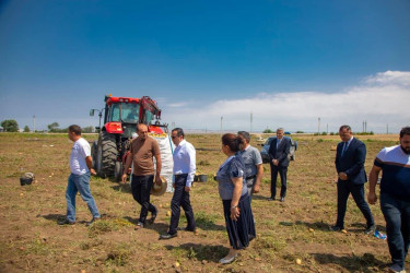 İcra başçısı kartof yığımı aparılan sahələrdə fermerlərlə görüşüb