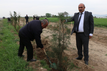 "Konstitusiya və Suverenlik İli" çərçivəsində Şəmkirdə keçirilən ağacəkmə aksiyaları davam edir