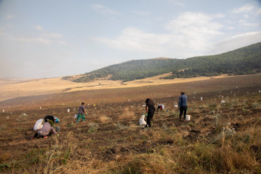 İcra başçısı kartof sahələrində fermerlərlə görüşüb -05 sentyabr 2025