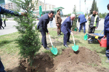 Şəmkirdə Ulu Öndər Heydər Əliyevin doğum gününə həsr olunmuş ağacəkmə aksiyası keçirildi