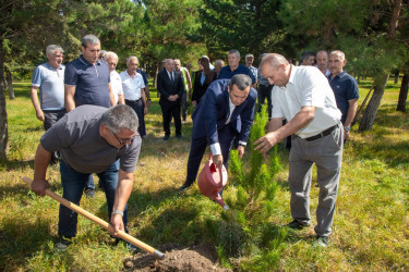 Şəmkirdə Anım Günü ilə bağlı ağacəkmə aksiyası keçirildi